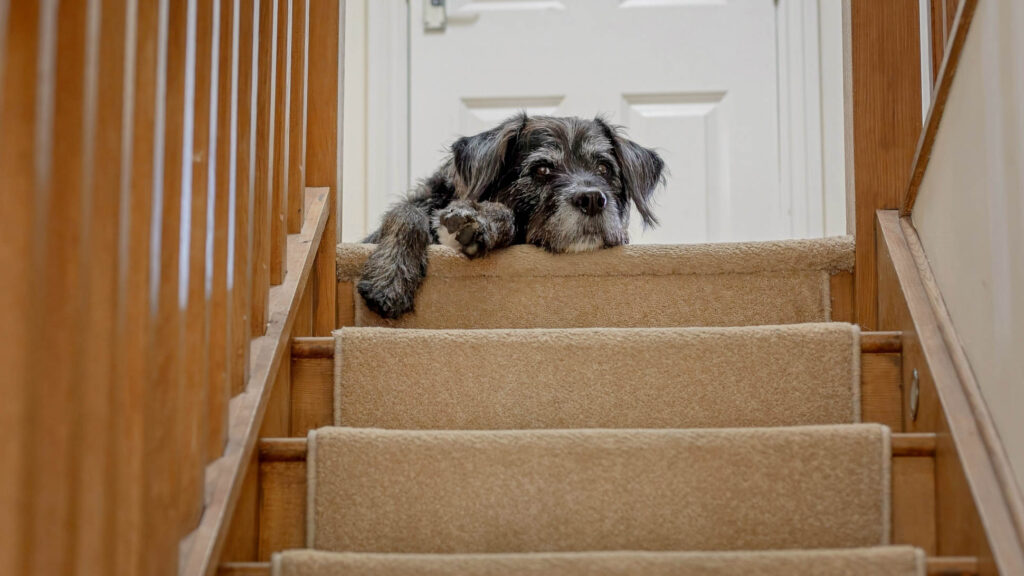 Dog lying on the top of a staircase 