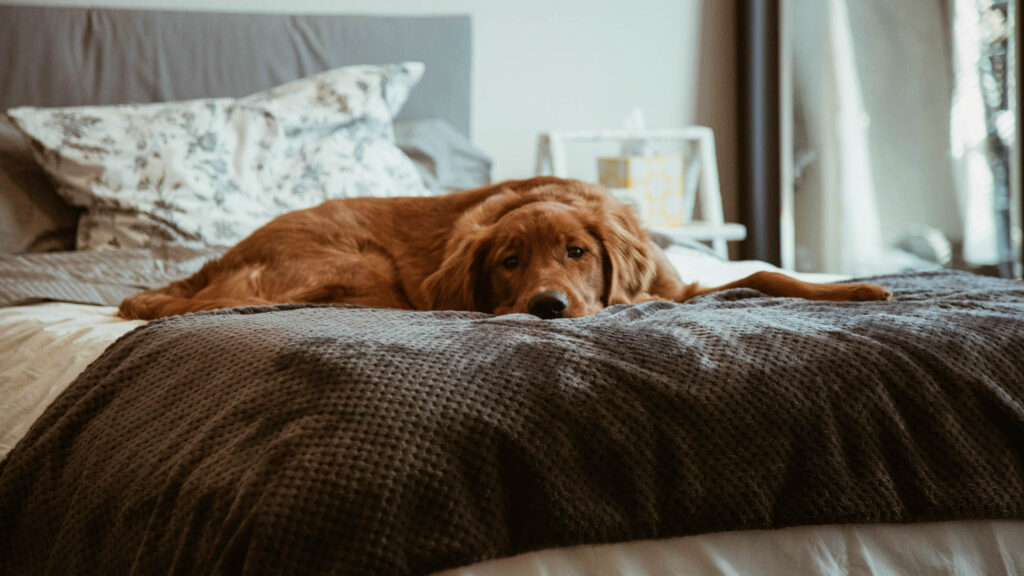 Brown dog lying on a bed 