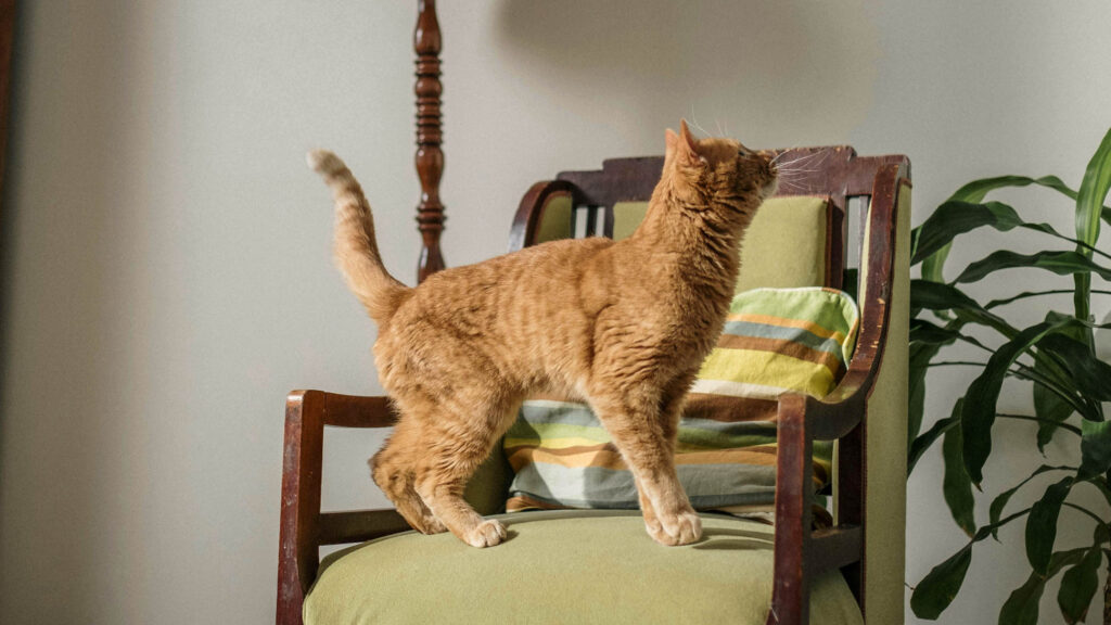 Orange Cat on a chair 