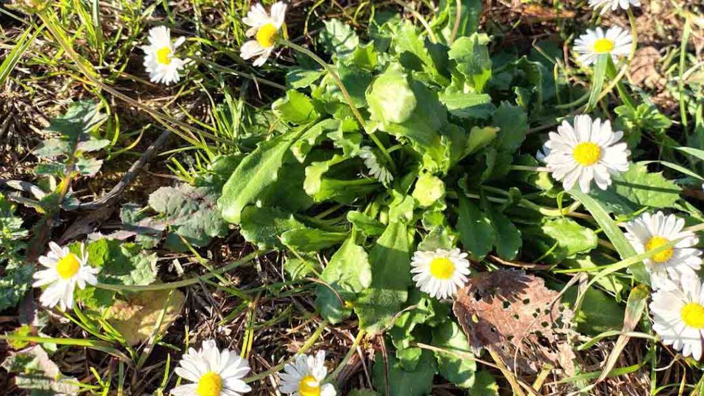 Margerita (daisy) in Le Marche Italy. Bellis Perennis