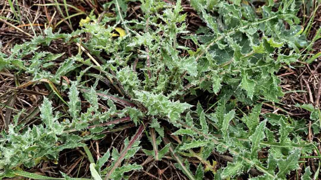 Crespigne herb in Le Marche Italy