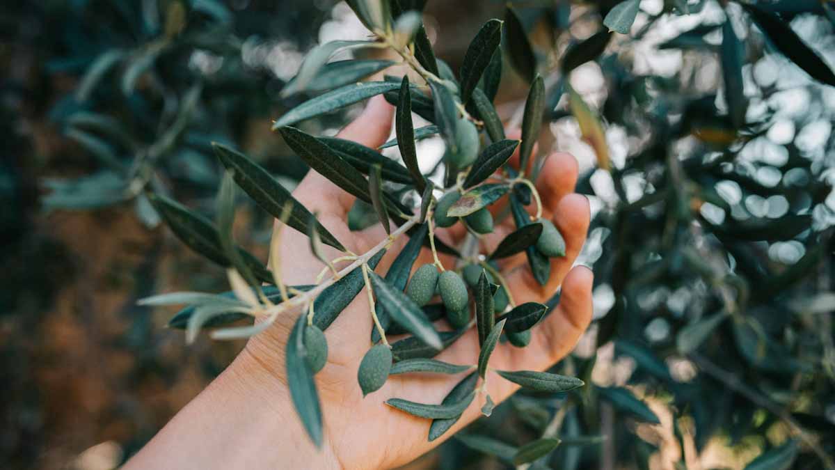 The Olive Harvest in Italy Explained (Full Guide 2025)