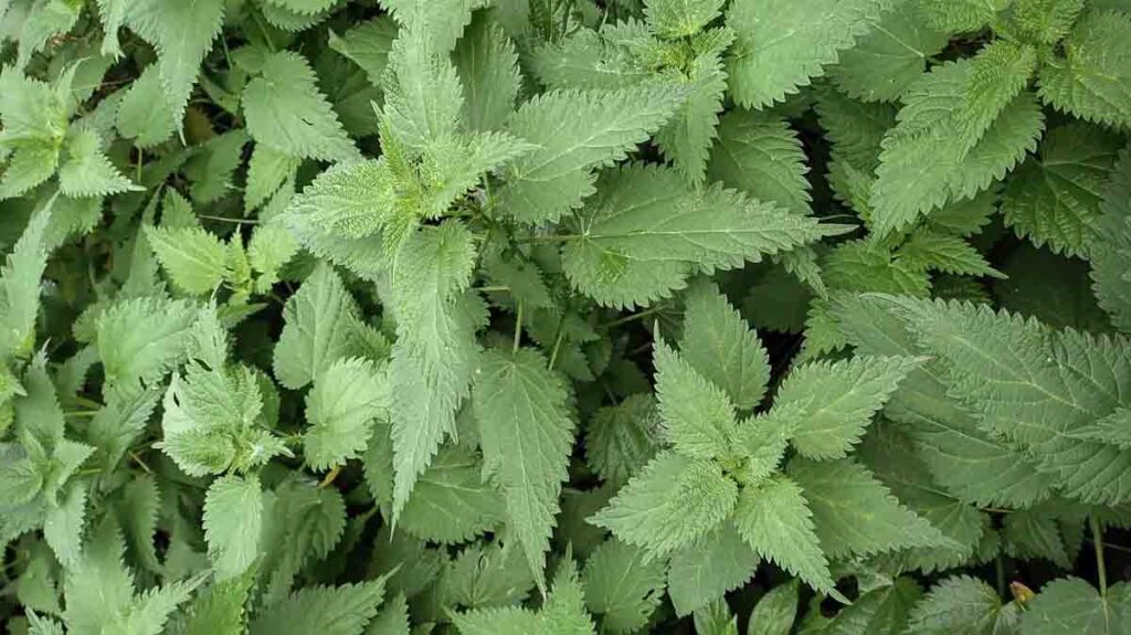 Ortica nettle plant