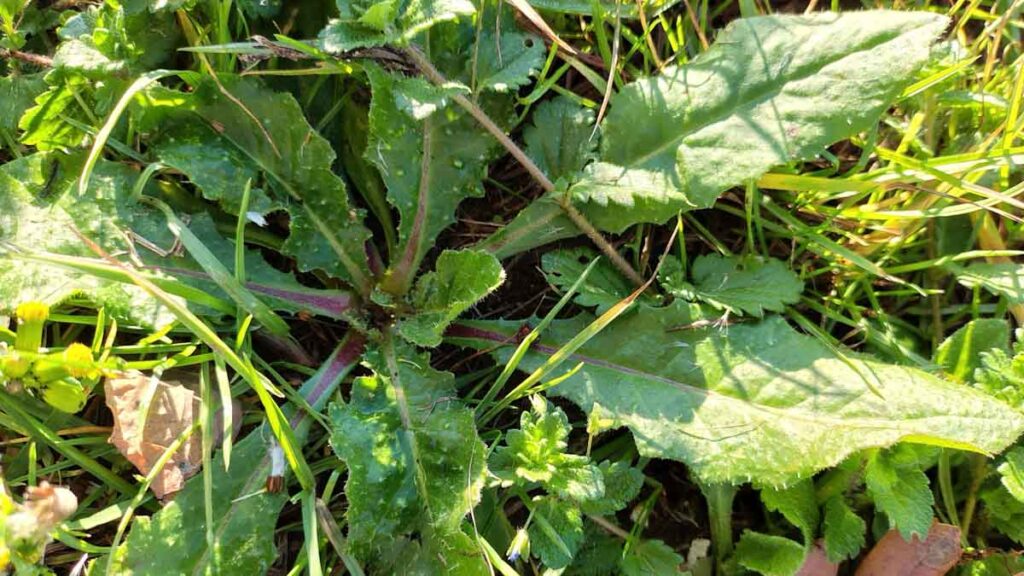 Speragne herb in Le Marche Italy